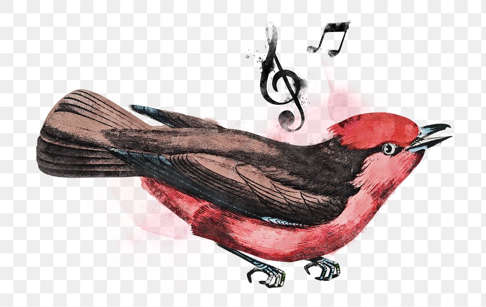 Singing bird png watercolor, transparent background. Remixed by rawpixel.