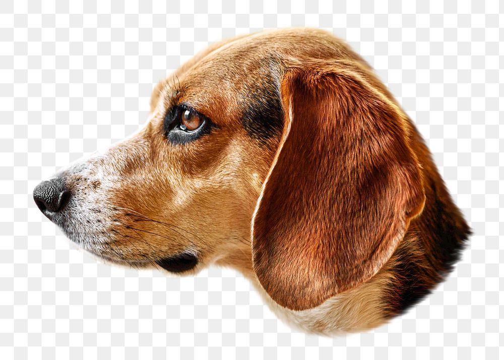 Beagle png collage element, transparent background