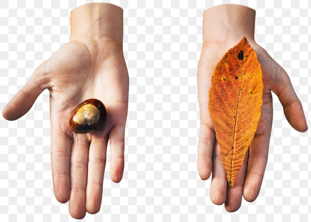 Chestnut and autumn leaf  png, transparent background