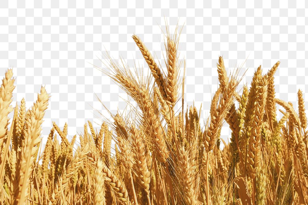 Wheat field border png collage element, transparent background