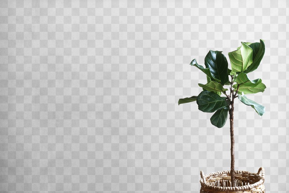 Houseplant png fiddle leaf fig, transparent background