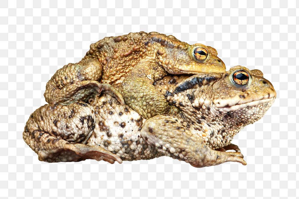 Common toad png, transparent background