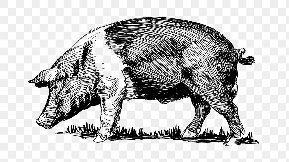 Hog png line art animal drawing, transparent background.