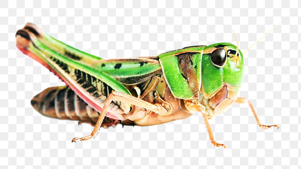 Grasshopper png collage element, transparent background