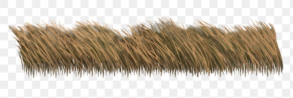 PNG grass field reed, transparent background