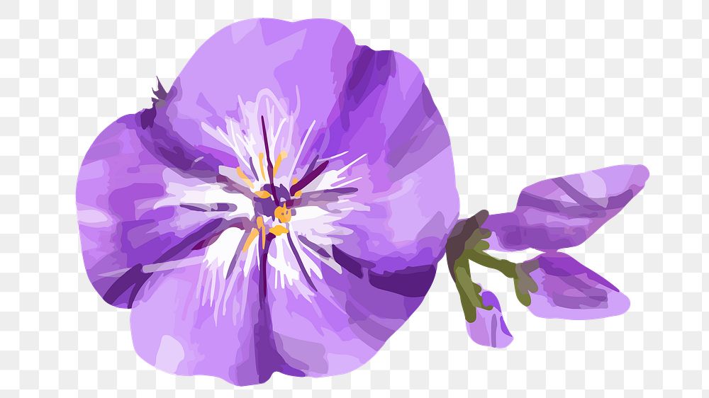 Purple phlox png watercolor flower, transparent background