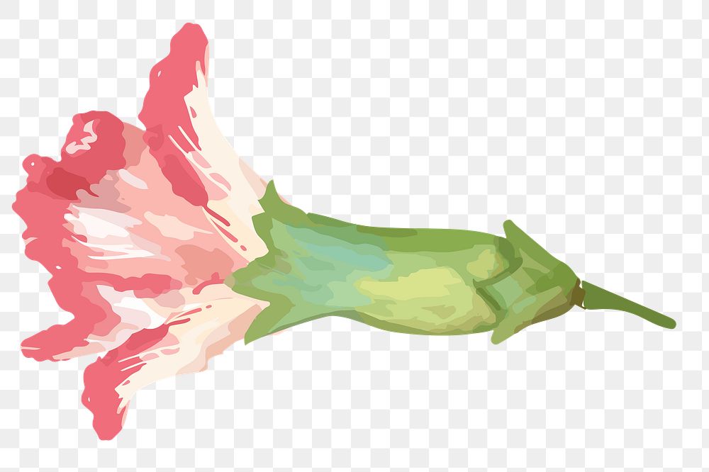PNG watercolor carnation flower, transparent background