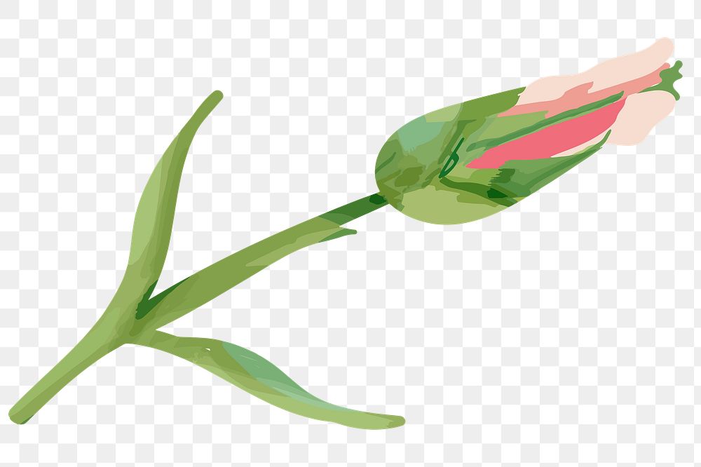 Watercolor carnation png flower, transparent background