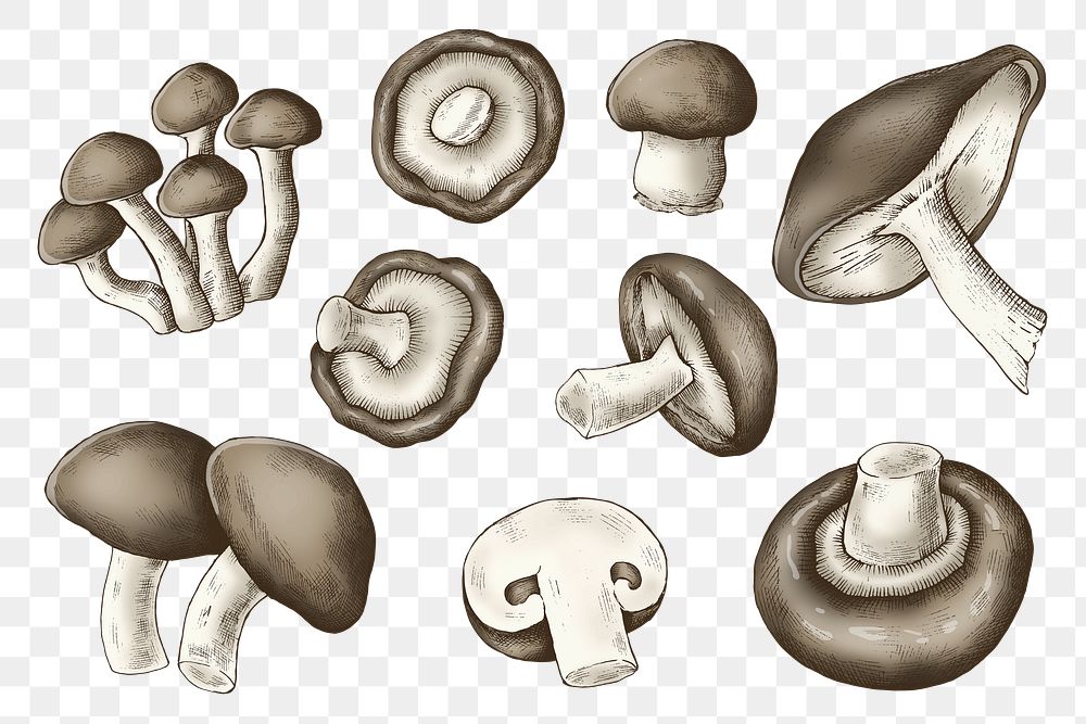 Png mushroom illustration, transparent background set