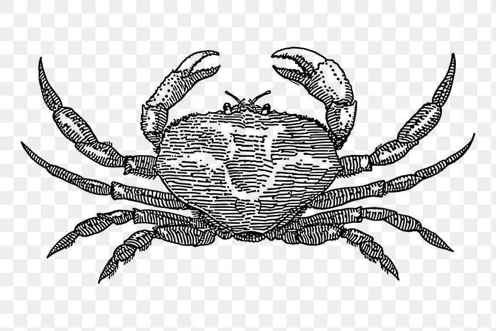 Vintage crab animal png clipart, transparent background. Free public domain CC0 image.