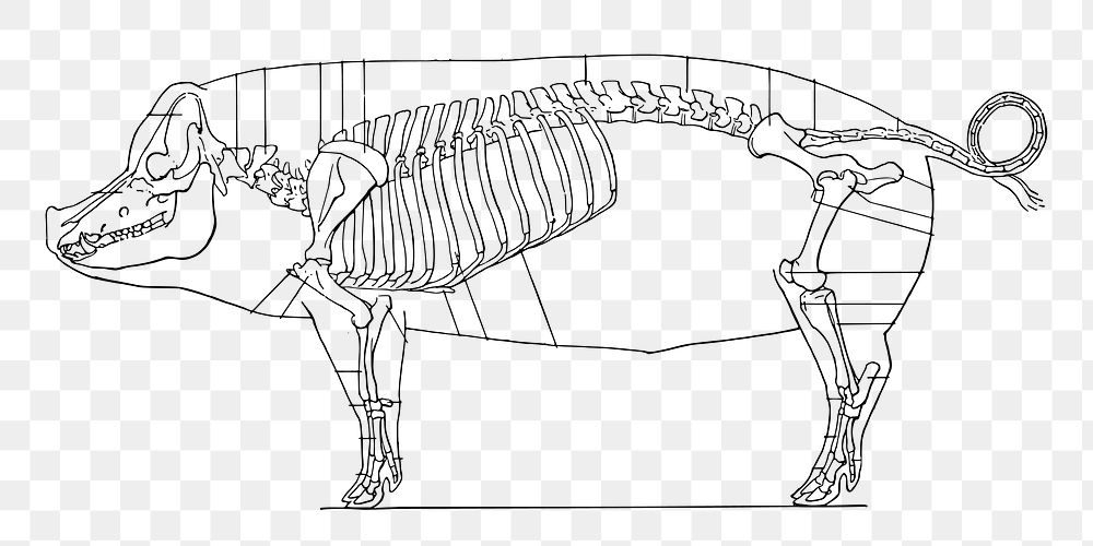 PNG Pig skeleton  illustration, transparent background. Free public domain CC0 image.