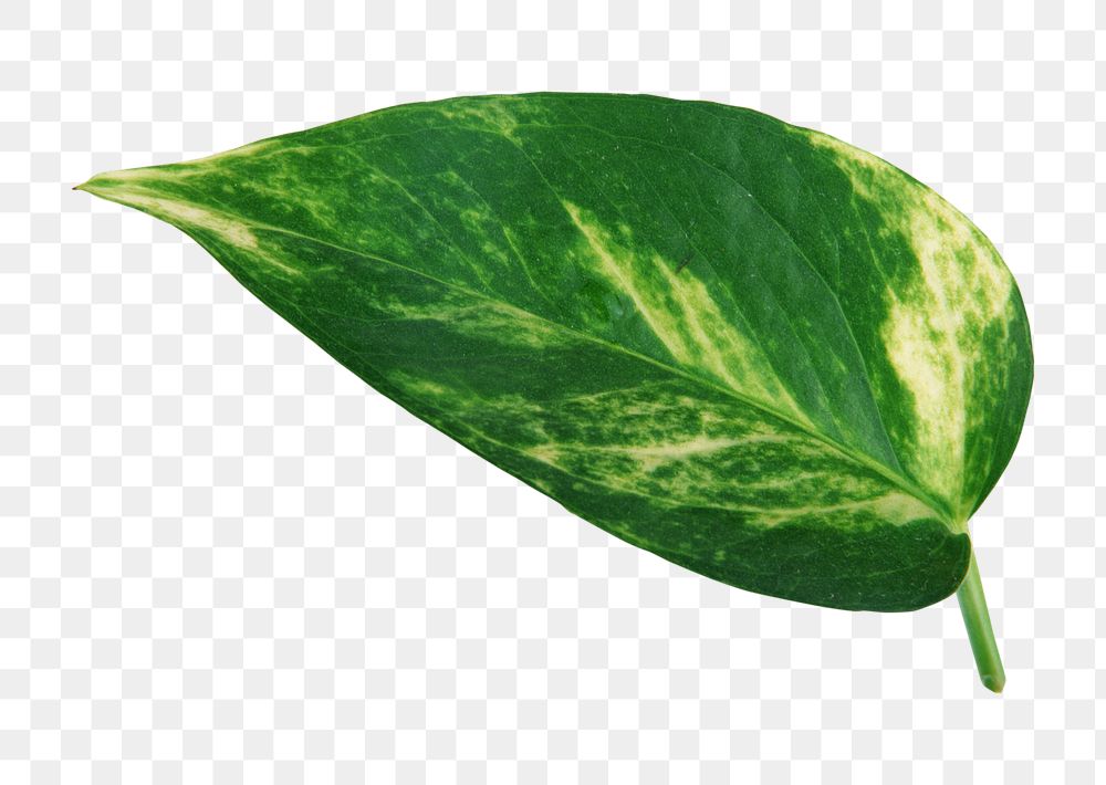 Png one pothos leaf, transparent background