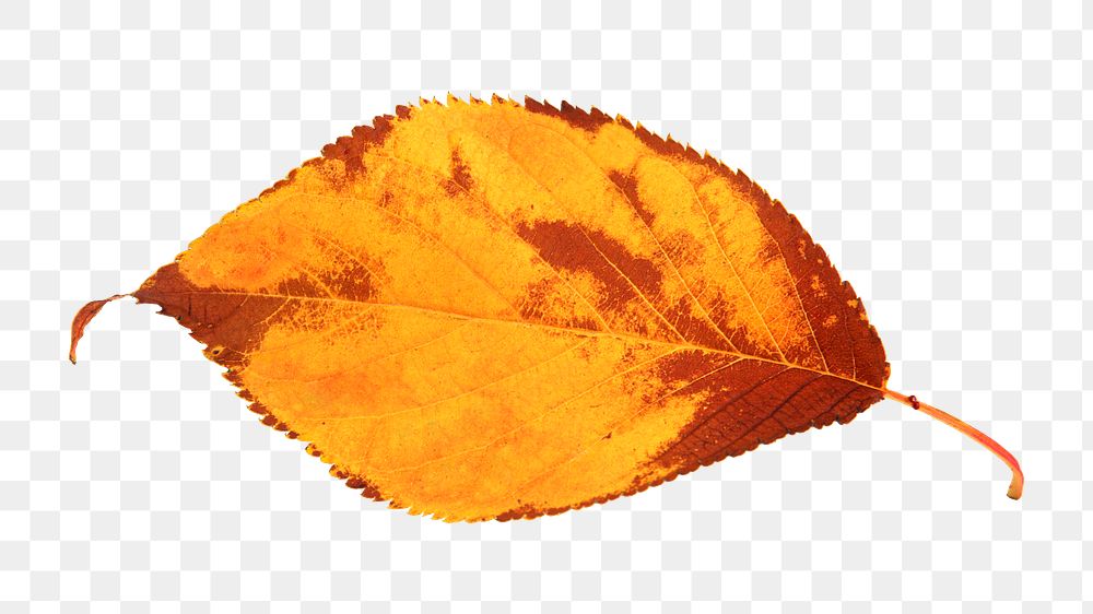 Autumn leaf png collage element, transparent background