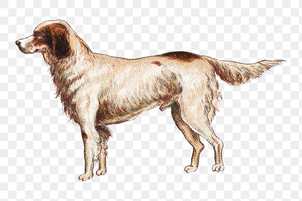 English Setter png chromolithograph art, transparent background. Remixed by rawpixel. 