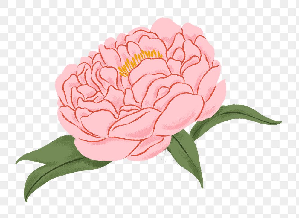 Pink flower png, aesthetic illustration, transparent background