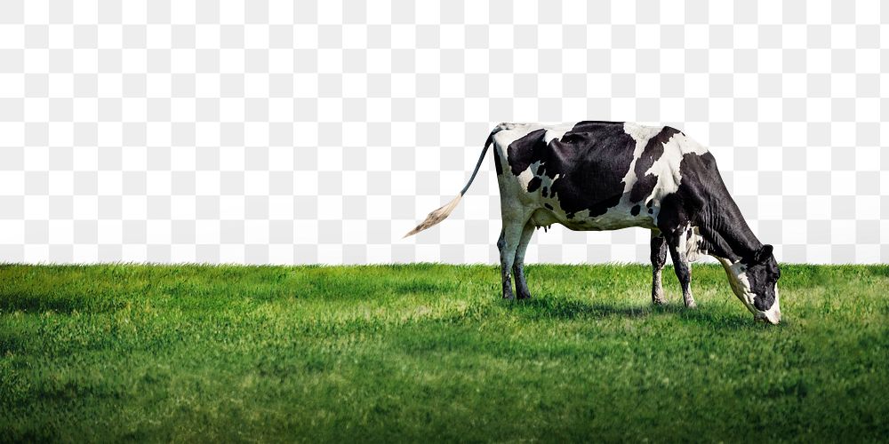 Cow border png agriculture, transparent background