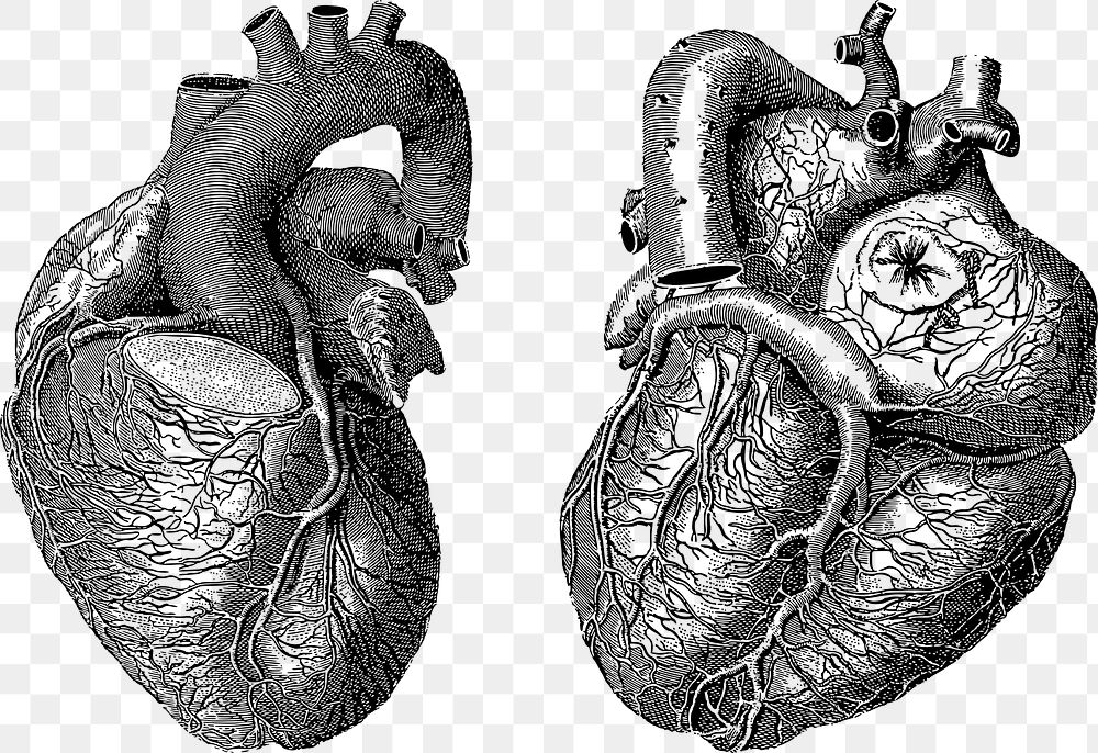 Png Vintage Hearts collage element, transparent background