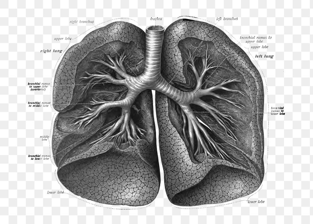 Png An anatomical illustration from the 1906 edition of Sobotta's Atlas and Text-book of Human Anatomy with English…