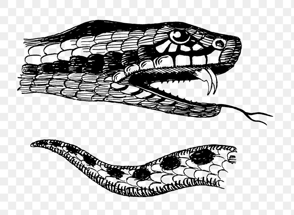 Png Line art drawing of the head and tail of a European adder. collage element, transparent background