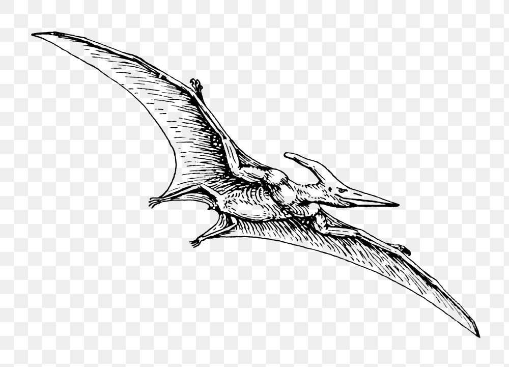 Png Line art drawing of Pteranodon. collage element, transparent background