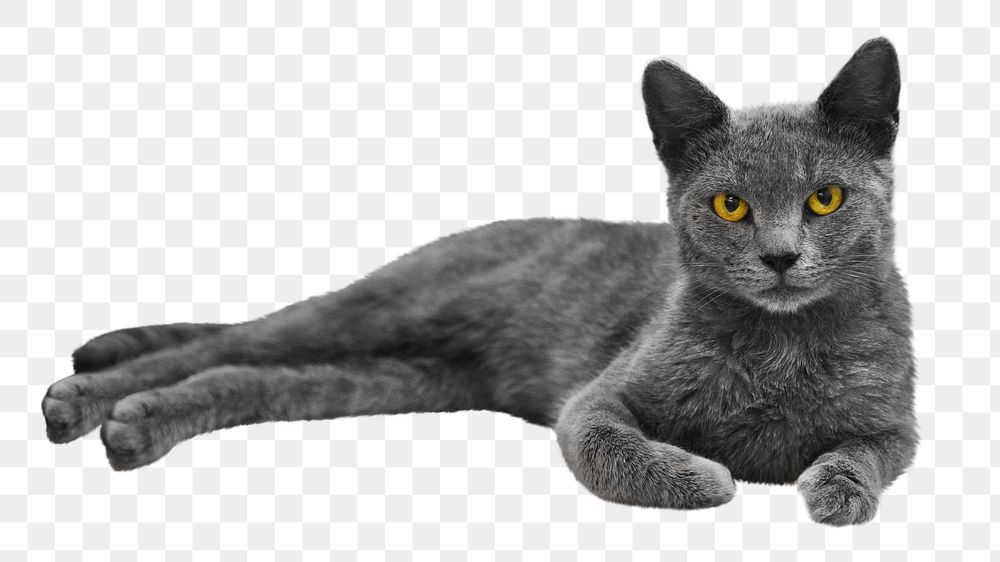 PNG gray cat collage element, transparent background