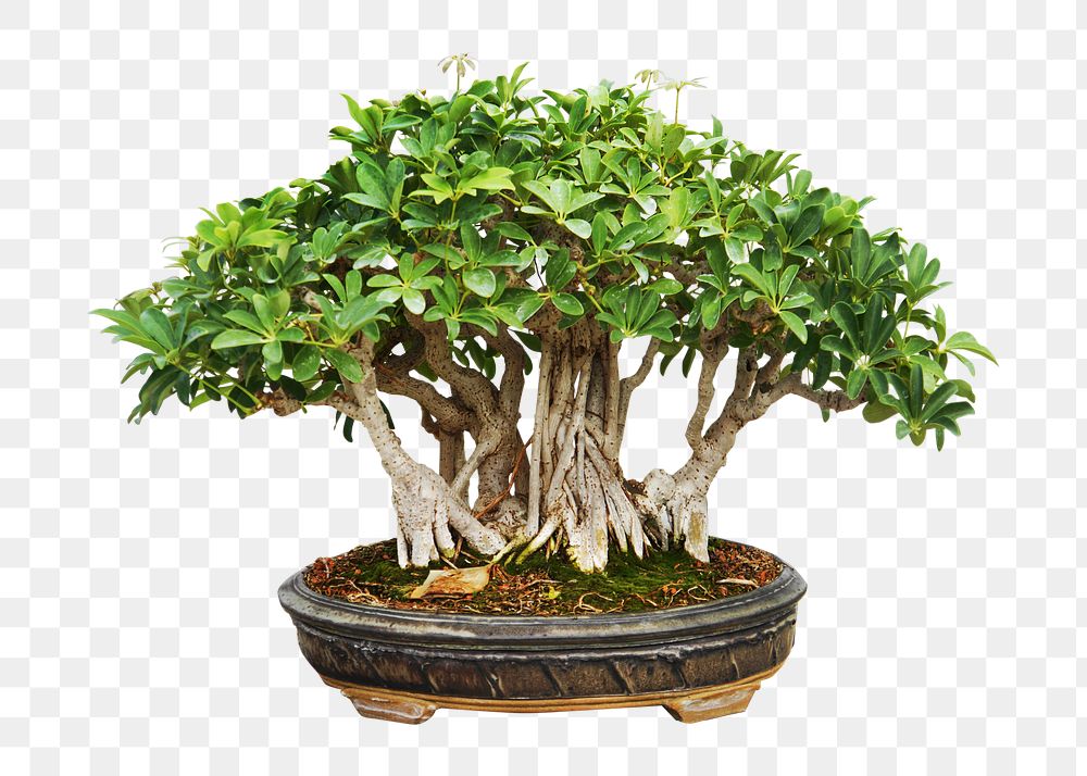 Png small bonsai in pot, transparent background
