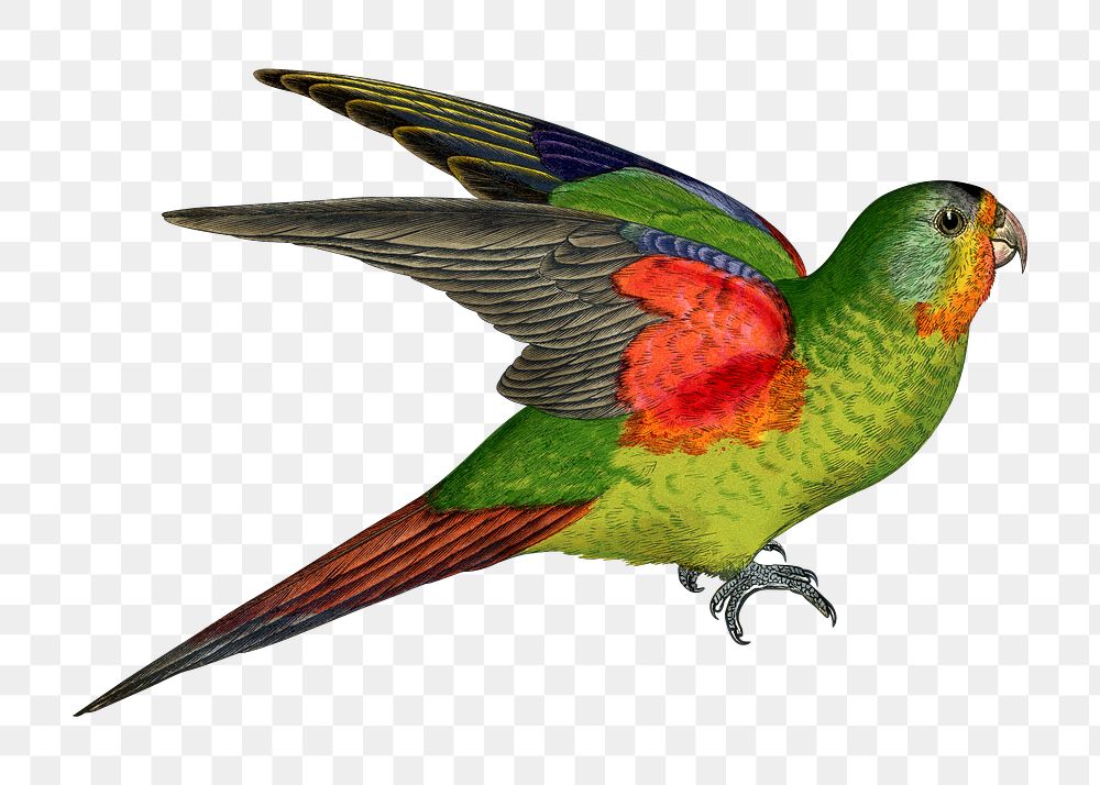 Vintage bird png swift parakeet, transparent background. Remixed by rawpixel.