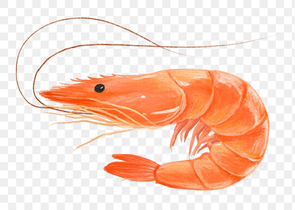 Png Boiled Shrimp, Seafood Illustration, 