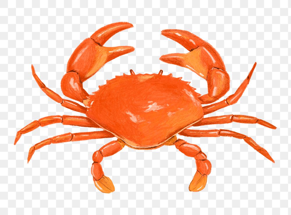 PNG Crab seafood, food illustration, transparent background