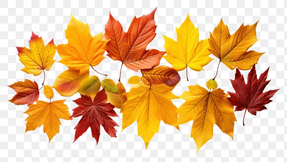 PNG Backgrounds leaves autumn maple. AI generated Image by rawpixel.