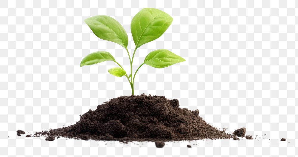 PNG  Plant leaf dirt soil. AI generated Image by rawpixel.