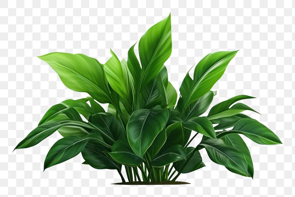 PNG Plant green leaf  