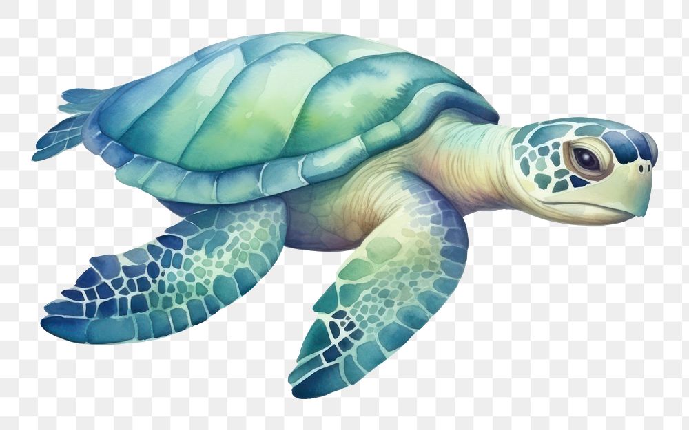 PNG Reptile animal wildlife tortoise. AI generated Image by rawpixel.