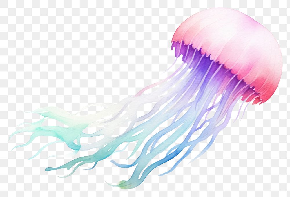 PNG Jellyfish invertebrate underwater tentacle. 