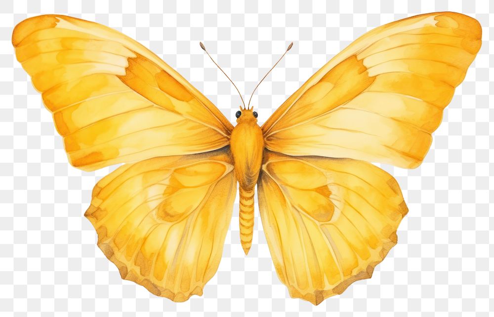 PNG Butterfly animal insect yellow. 