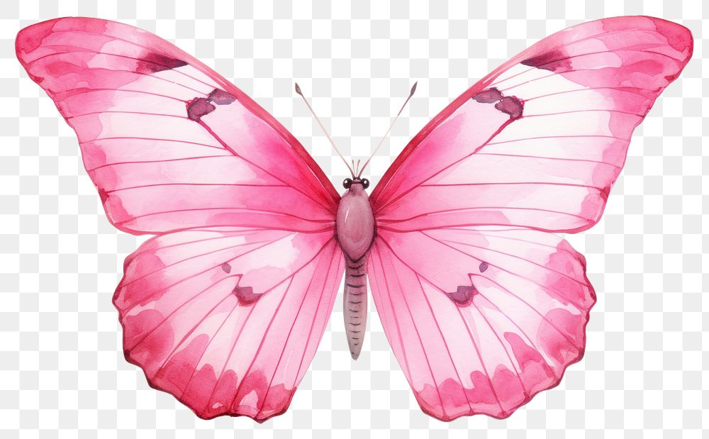 PNG Butterfly animal insect pink. 