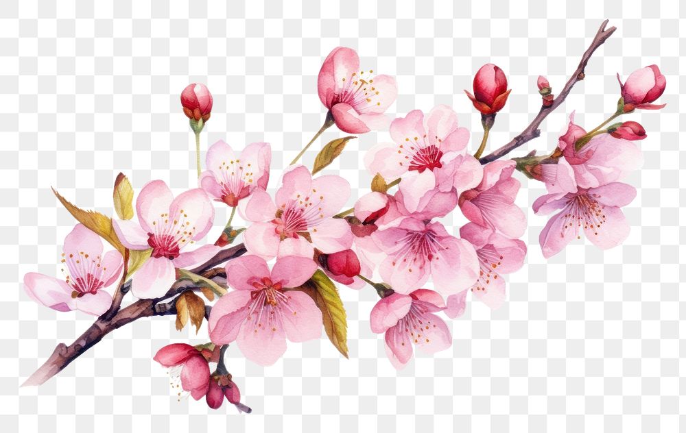 PNG Blossom flower cherry plant. 