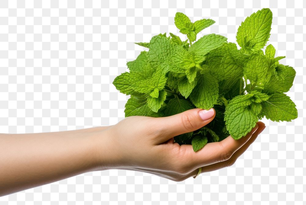 PNG Herbs plant leaf hand. 