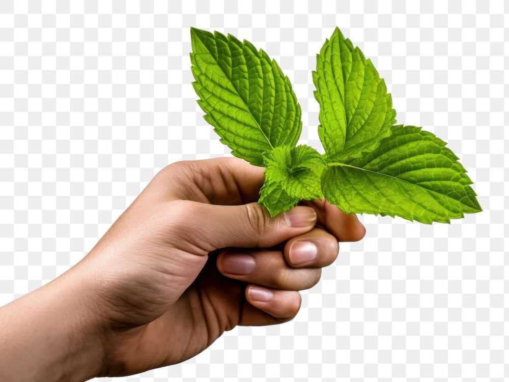 PNG Plant herbs leaf hand. AI generated Image by rawpixel.