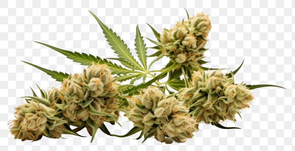 PNG Cannabis narcotic flower plant