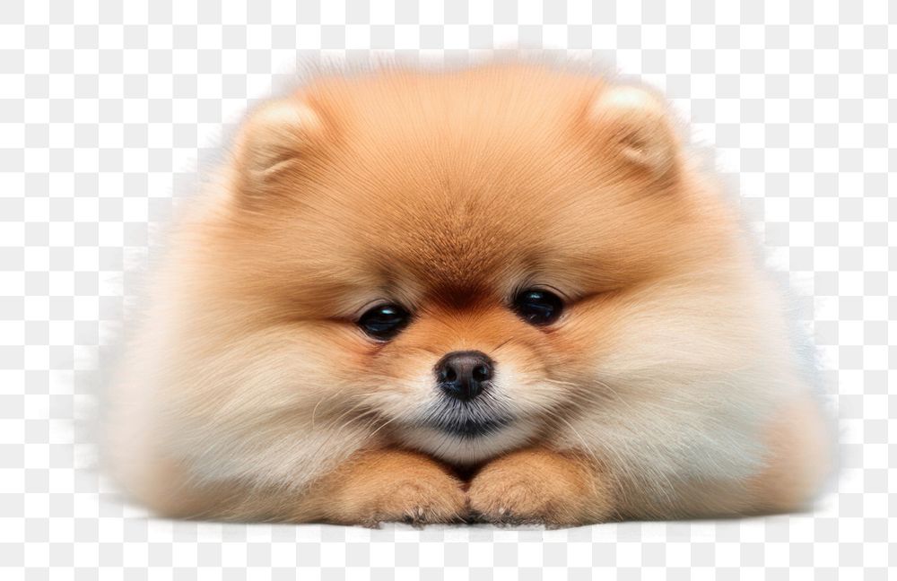 PNG  Pomeranian mammal animal puppy. AI generated Image by rawpixel.