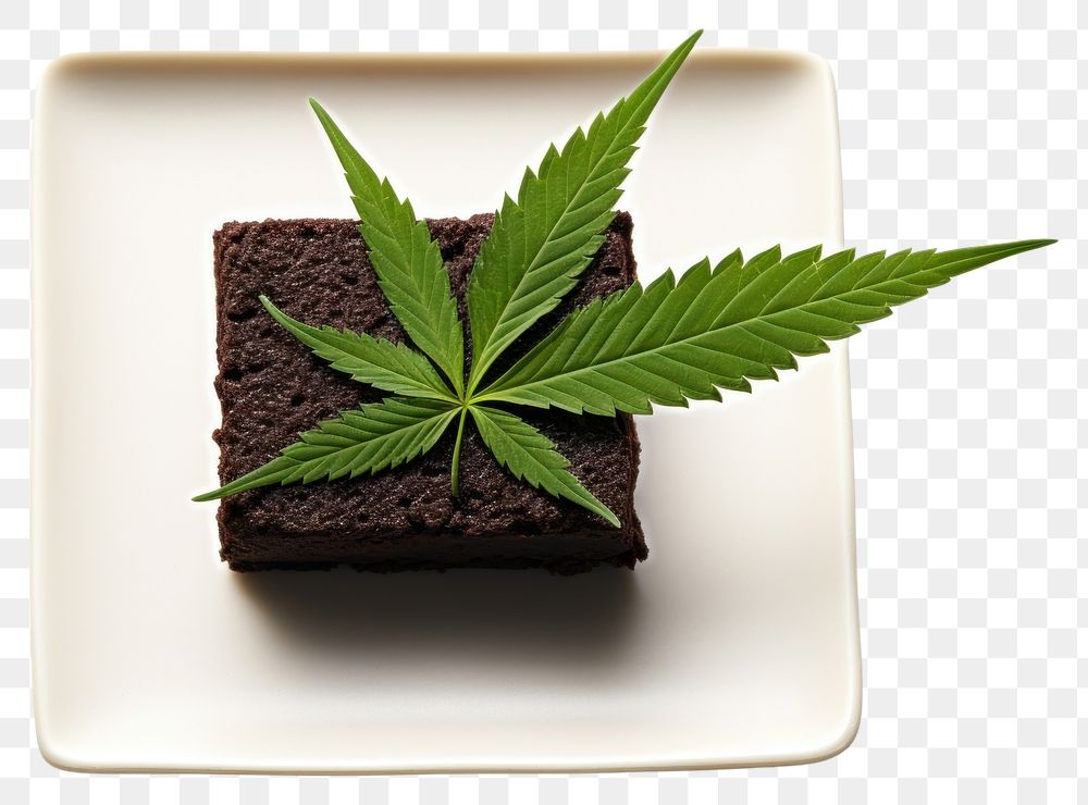 PNG Plate leaf cannabis plant. AI generated Image by rawpixel.