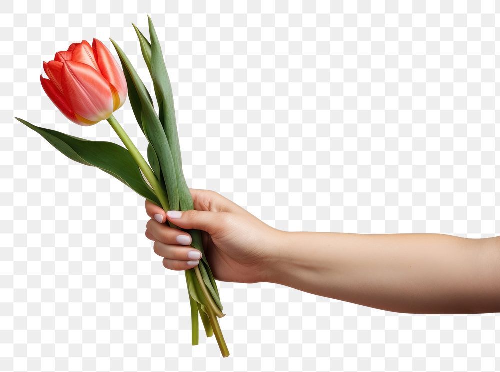 PNG Tulip hand flower plant. AI generated Image by rawpixel.