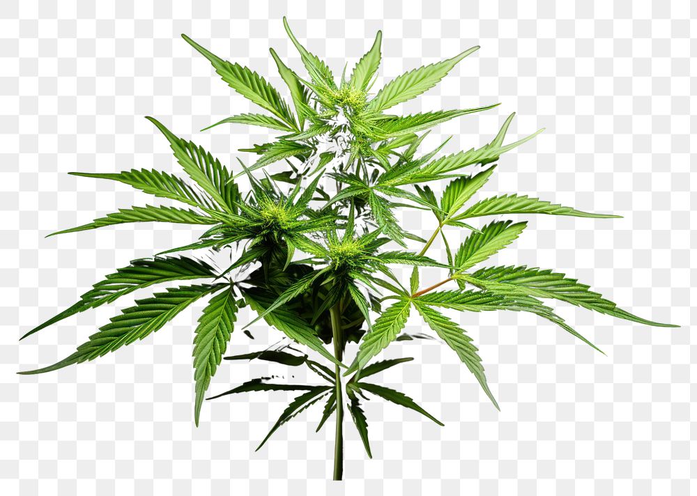 PNG Cannabis plant black leaf. AI generated Image by rawpixel.