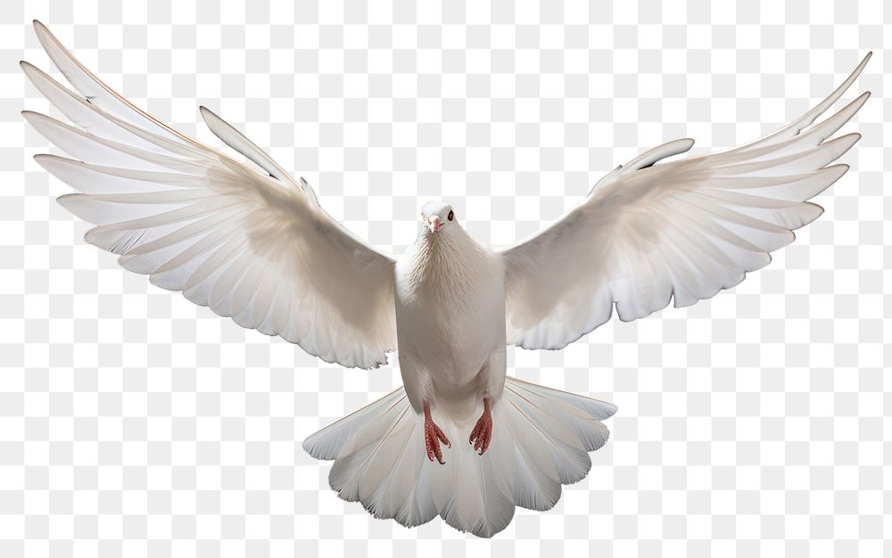 PNG Animal flying pigeon white. AI generated Image by rawpixel.