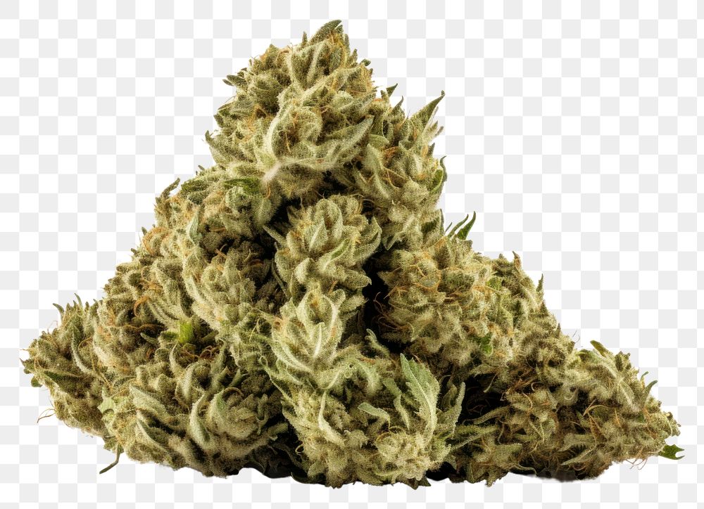 PNG Bud narcotic cannabis plant