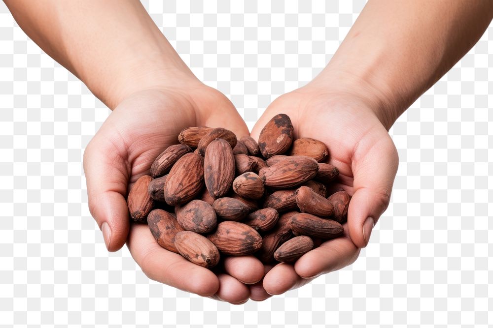 PNG Holding food hand nut. AI generated Image by rawpixel.