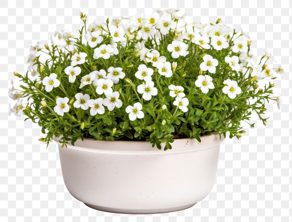 PNG Flower plant daisy vase