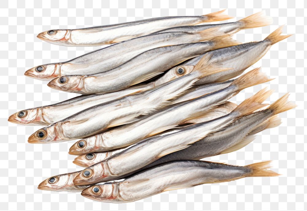 PNG Sardine animal fish freshness. AI generated Image by rawpixel.