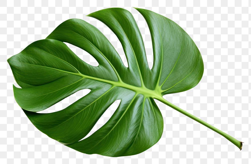 PNG Plant leaf xanthosoma freshness. AI generated Image by rawpixel.